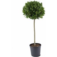 Kategorie <b>Produkt nicht gewünscht </b> - Laurus nobilis Kugel auf Stamm 150 cm Höhe 60 cm Durchmesser