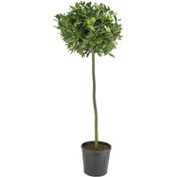 Kategorie <b>Produkt nicht gewünscht </b> - Laurus nobilis Kugel auf Stamm 170 cm Höhe 60 cm Durchmesser