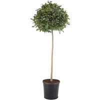 Kategorie <b>Produkt nicht gewünscht </b> - Laurus nobilis Kugel auf Stamm 180 cm Höhe 60 cm Durchmesser