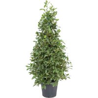 Kategorie <b>Produkt nicht gewünscht </b> - Laurus nobilis Pyramide 160 cm Höhe 60 cm Durchmesser
