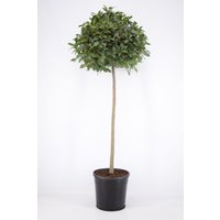 Kategorie <b>Produkt nicht gewünscht </b> - Laurus nobilis Kugel auf Stamm 180 cm Höhe 55 cm Durchmesser
