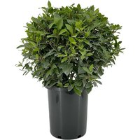 Kategorie <b>Produkt nicht gewünscht </b> - Laurus nobilis Kugel 90 cm Höhe 70 cm Durchmesser