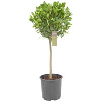 Kategorie <b>Produkt nicht gewünscht </b> - Laurus nobilis Kugel auf Stamm 130 cm Höhe 50 cm Durchmesser
