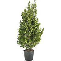 Kategorie <b>Produkt nicht gewünscht </b> - Laurus nobilis Strauch 170 cm Höhe