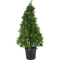 Kategorie <b>Produkt nicht gewünscht </b> - Laurus nobilis Pyramide 150 cm Höhe 60 cm Durchmesser