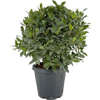 Kategorie <b>Produkt nicht gewünscht </b> - Laurus nobilis Kugel 90 cm Höhe 65 cm Durchmesser