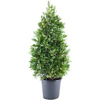 Kategorie <b>Produkt nicht gewünscht </b> - Laurus nobilis Pyramide 140 cm Höhe 60 cm Durchmesser