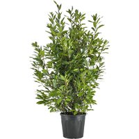Kategorie <b>Produkt nicht gewünscht </b> - Laurus nobilis Strauch 160 cm Höhe