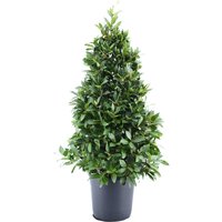 Kategorie <b>Produkt nicht gewünscht </b> - Laurus nobilis Pyramide 130 cm Höhe 60 cm Durchmesser