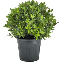 Kategorie <b>Produkt nicht gewünscht </b> - Laurus nobilis Kugel 80 cm Höhe 60 cm Durchmesser