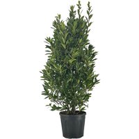 Kategorie <b>Produkt nicht gewünscht </b> - Laurus nobilis Strauch 150 cm Höhe