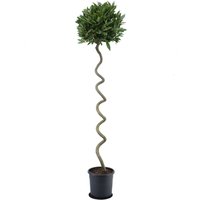 Kategorie <b>Produkt nicht gewünscht </b> - Laurus nobilis Korkenzieher 180 cm Höhe 45 cm Durchmesser