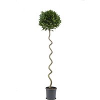 Kategorie <b>Produkt nicht gewünscht </b> - Laurus nobilis Korkenzieher 190 cm Höhe 45 cm Durchmesser