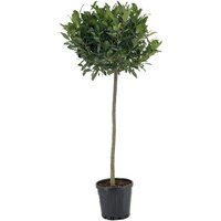 Kategorie <b>Produkt nicht gewünscht </b> - Laurus nobilis Kugel auf Stamm 130 cm Höhe 50 cm Durchmesser
