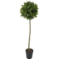 Kategorie <b>Produkt nicht gewünscht </b> - Laurus nobilis Kugel auf Stamm 160 cm Höhe 50 cm Durchmesser