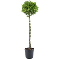 Kategorie <b>Produkt nicht gewünscht </b> - Laurus nobilis Geflochtener Stamm 140 cm Höhe 35 cm Durchmesser
