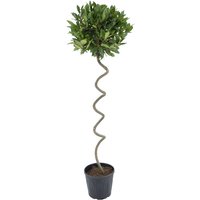 Kategorie <b>Produkt nicht gewünscht </b> - Laurus nobilis Korkenzieher 140 cm Höhe 40 cm Durchmesser