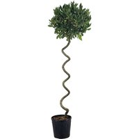 Kategorie <b>Produkt nicht gewünscht </b> - Laurus nobilis Korkenzieher 150 cm Höhe 40 cm Durchmesser