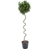 Kategorie <b>Produkt nicht gewünscht </b> - Laurus nobilis Korkenzieher 150 cm Höhe 35 cm Durchmesser