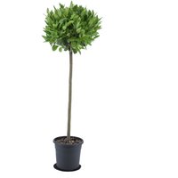Kategorie <b>Produkt nicht gewünscht </b> - Laurus nobilis Kugel auf Stamm 130 cm Höhe 45 cm Durchmesser