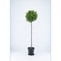 Kategorie <b>Produkt nicht gewünscht </b> - Laurus nobilis Kugel auf Stamm 150 cm Höhe 45 cm Durchmesser