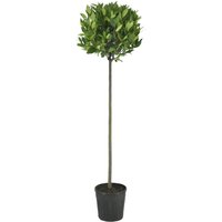 Kategorie <b>Produkt nicht gewünscht </b> - Laurus nobilis Kugel auf Stamm 160 cm Höhe 45 cm Durchmesser