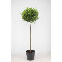 Kategorie <b>Produkt nicht gewünscht </b> - Laurus nobilis Kugel auf Stamm 170 cm Höhe 45 cm Durchmesser