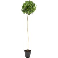 Kategorie <b>Produkt nicht gewünscht </b> - Laurus nobilis Kugel auf Stamm 190 cm Höhe 45 cm Durchmesser
