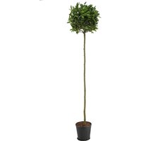 Kategorie <b>Produkt nicht gewünscht </b> - Laurus nobilis Kugel auf Stamm 200 cm Höhe 45 cm Durchmesser
