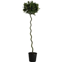 Kategorie <b>Produkt nicht gewünscht </b> - Laurus nobilis Spirale 160 cm Höhe 35 cm Durchmesser