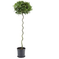 Kategorie <b>Produkt nicht gewünscht </b> - Laurus nobilis Spirale 170 cm Höhe 35 cm Durchmesser