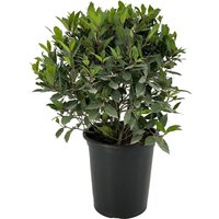 Kategorie <b>Produkt nicht gewünscht </b> - Laurus nobilis Kugel 70 cm Höhe 50 cm Durchmesser