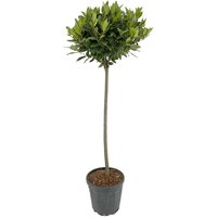Kategorie <b>Produkt nicht gewünscht </b> - Laurus nobilis Kugel auf Stamm 130 cm Höhe 40 cm Durchmesser