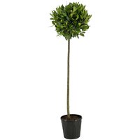 Kategorie <b>Produkt nicht gewünscht </b> - Laurus nobilis Kugel auf Stamm 150 cm Höhe 40 cm Durchmesser