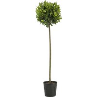 Kategorie <b>Produkt nicht gewünscht </b> - Laurus nobilis Kugel auf Stamm 160 cm Höhe 40 cm Durchmesser