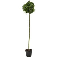 Kategorie <b>Produkt nicht gewünscht </b> - Laurus nobilis Kugel auf Stamm 190 cm Höhe 40 cm Durchmesser