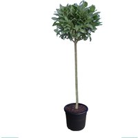 Kategorie <b>Produkt nicht gewünscht </b> - Laurus nobilis Kugel auf Stamm 130 cm Höhe 35 cm Durchmesser