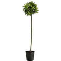 Kategorie <b>Produkt nicht gewünscht </b> - Laurus nobilis Kugel auf Stamm 150 cm Höhe 35 cm Durchmesser