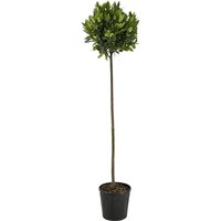 Kategorie <b>Produkt nicht gewünscht </b> - Laurus nobilis Kugel auf Stamm 160 cm Höhe 35 cm Durchmesser