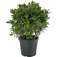 Kategorie <b>Produkt nicht gewünscht </b> - Laurus nobilis Kugel 60 cm Höhe 45 cm Durchmesser
