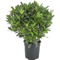 Kategorie <b>Produkt nicht gewünscht </b> - Laurus nobilis Kugel 60 cm Höhe 45 cm Durchmesser