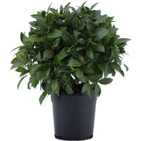 Kategorie <b>Produkt nicht gewünscht </b> - Laurus nobilis Kugel 60 cm Höhe 40 cm Durchmesser