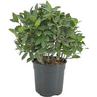 Kategorie <b>Produkt nicht gewünscht </b> - Laurus nobilis Kugel 50 cm Höhe 35 cm Durchmesser