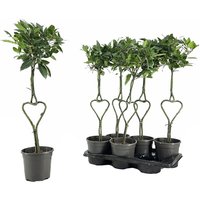Kategorie <b>Produkt nicht gewünscht </b> - Laurus nobilis Herz 80 cm Höhe 25 cm Durchmesser