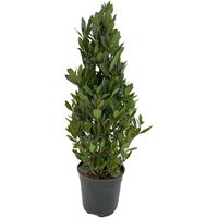 Kategorie <b>Produkt nicht gewünscht </b> - Laurus nobilis Pyramide 80 cm Höhe 20 cm Durchmesser