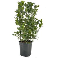 Kategorie <b>Produkt nicht gewünscht </b> - Laurus nobilis Strauch 90 cm Höhe