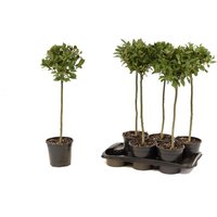 Kategorie <b>Produkt nicht gewünscht </b> - Laurus nobilis Kugel auf Stamm 70 cm Höhe 25 cm Durchmesser