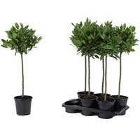 Kategorie <b>Produkt nicht gewünscht </b> - Laurus nobilis Kugel auf Stamm 80 cm Höhe 25 cm Durchmesser