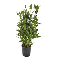Kategorie <b>Produkt nicht gewünscht </b> - Laurus nobilis Strauch 70 cm Höhe