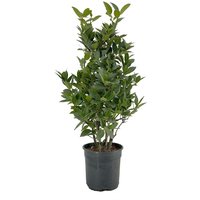 Kategorie <b>Produkt nicht gewünscht </b> - Laurus nobilis Strauch 50 cm Höhe